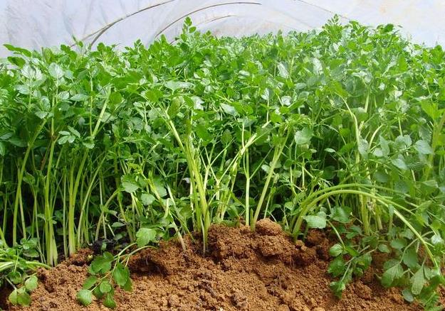 小叶芹怎么做好吃 小叶芹野菜有毒吗