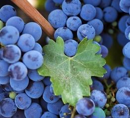 自酿葡萄可以吃吗？自酿葡萄会产生气压吗？