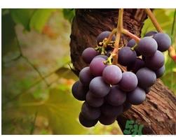 自酿葡萄可以吃吗？自酿葡萄会产生气压吗？