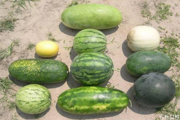 西瓜的品种有多少 什么品种的西瓜最甜又好吃