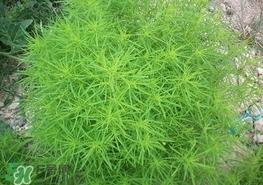 扫帚菜怎么吃？扫帚菜做法