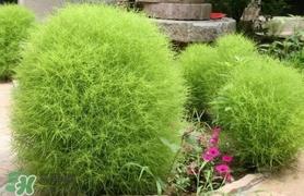 扫帚菜怎么吃？扫帚菜做法