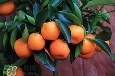 空腹可以吃芦柑吗?空腹吃芦柑有什么坏处