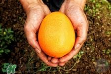 空腹可以吃芦柑吗?空腹吃芦柑有什么坏处