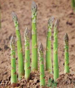 ​吃芦笋可以利尿吗？吃芦笋的好处有哪些？