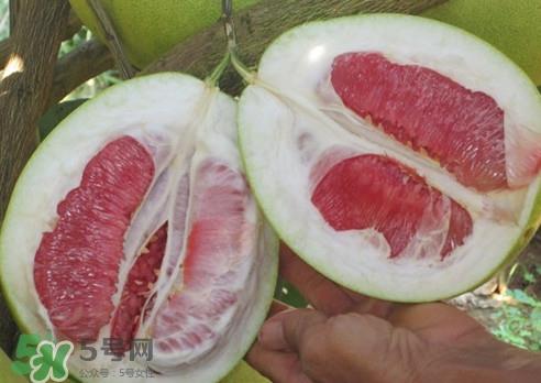 红肉蜜柚是哪里产的？红肉蜜柚的种植技术