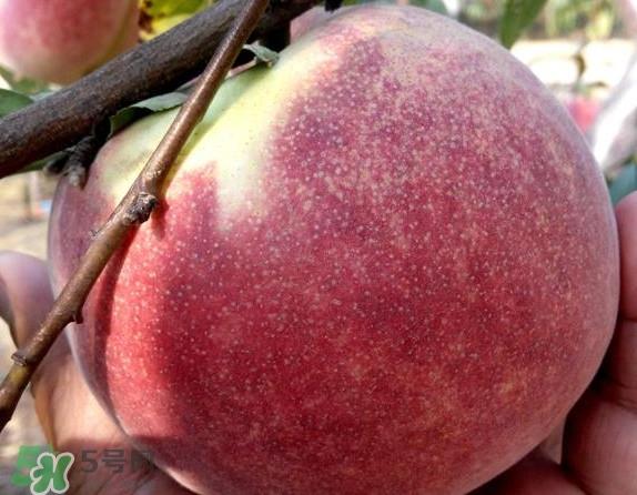 脆桃有什么营养？脆桃的营养价值