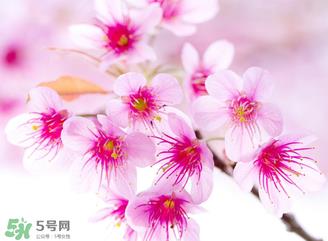 五月份还有樱花吗?日本5月份还有樱花吗? 五月份还有樱花吗?日本5月份还有樱花吗?