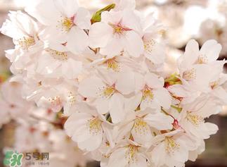 五月份还有樱花吗?日本5月份还有樱花吗? 五月份还有樱花吗?日本5月份还有樱花吗?