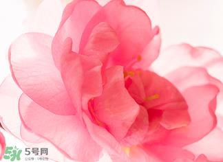 五月份还有樱花吗?日本5月份还有樱花吗? 五月份还有樱花吗?日本5月份还有樱花吗?