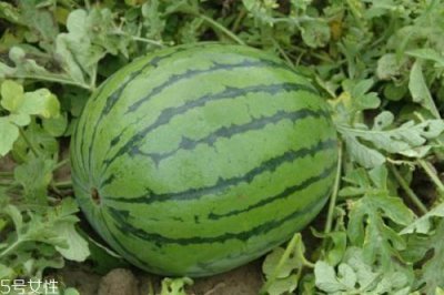​西瓜产地哪里最出名 全中国最优秀的3大产地