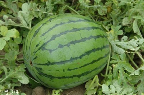 西瓜产地哪里最出名 全中国最优秀的3大产地 西瓜产地哪里最出名 全中国最优秀的3大产地