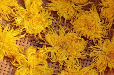 ​金丝皇菊会上火吗 金丝皇菊会拉肚子吗