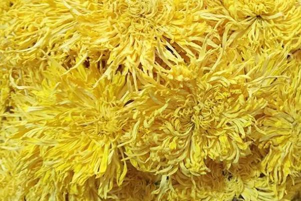 金丝皇菊会上火吗 金丝皇菊会拉肚子吗