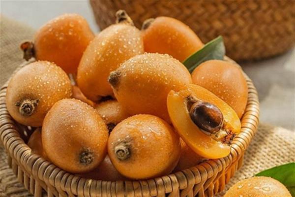 枇杷叶能和梨一起煮吗 枇杷叶的作用