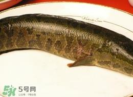 黑鱼怎么做好吃？黑鱼汤的做法