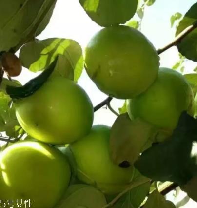 毛叶枣的营养价值功效作用