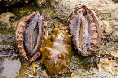 ​鲍鱼的生长环境是怎么样的呢 鲍鱼好吃吗