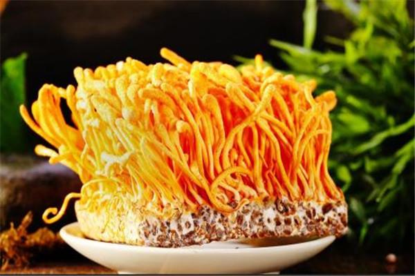 虫草花是菌类吗 虫草花的作用是什么