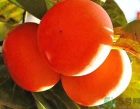 脆柿子不能跟什么一起吃?甜柿子不能跟什么一起吃? 脆柿子不能跟什么一起吃?甜柿子不能跟什么一起吃?