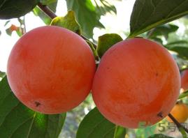 脆柿子不能跟什么一起吃?甜柿子不能跟什么一起吃? 脆柿子不能跟什么一起吃?甜柿子不能跟什么一起吃?