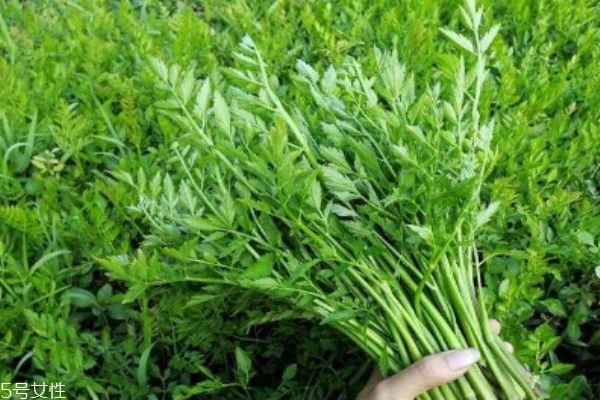 什么是野菜呢 野菜有什么营养价值呢 什么是野菜呢 野菜有什么营养价值呢