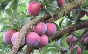 三华李多少钱一斤？三华李价格