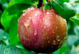 三华李多少钱一斤？三华李价格