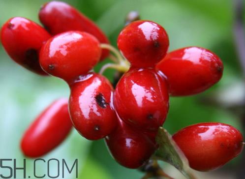 山茱萸的功效与作用及禁忌 山茱萸什么味道