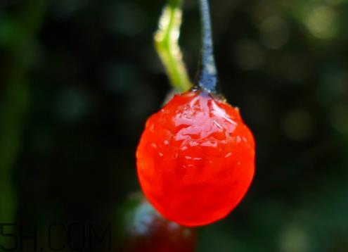 山茱萸的功效与作用及禁忌 山茱萸什么味道