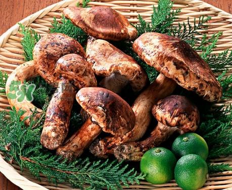 松茸是哪里的特产？松茸是不是越大越好