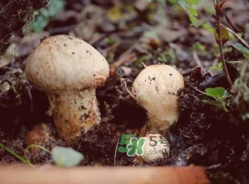 松茸是哪里的特产？松茸是不是越大越好