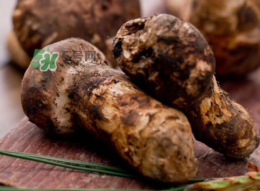 松茸是哪里的特产？松茸是不是越大越好