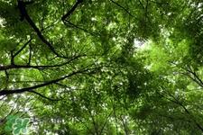 植树节是为了纪念谁？植树节的由来和意义