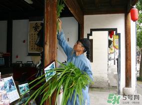 端午节门上挂的那个草叫什么?端午节挂门上的叫什么? 端午节门上挂的那个草叫什么?端午节挂门上的叫什么?