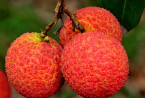 荔枝肉热量高吗 吃荔枝肉会胖吗 荔枝肉热量高吗 吃荔枝肉会胖吗