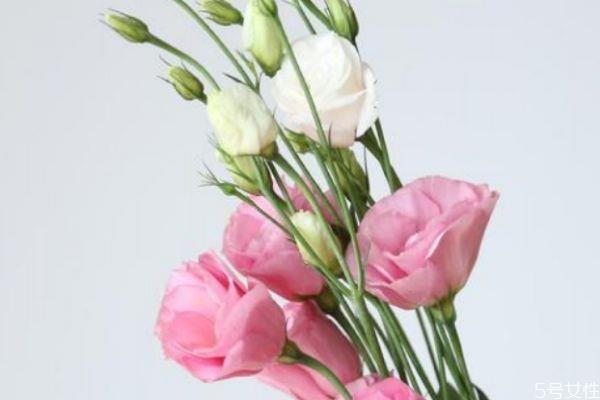 洋桔梗的花语是什么呢 洋桔梗的种植有什么注意的呢