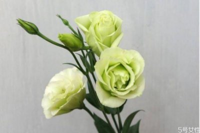 ​洋桔梗的花语是什么呢 洋桔梗的种植有什么注意的呢