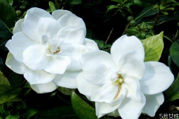 水横枝的花语是什么呢 水横枝应该怎么种植呢 水横枝的花语是什么呢 水横枝应该怎么种植呢