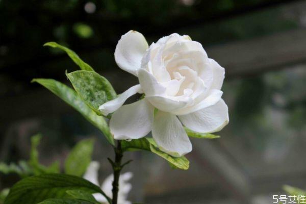 水横枝的花语是什么呢 水横枝应该怎么种植呢 水横枝的花语是什么呢 水横枝应该怎么种植呢