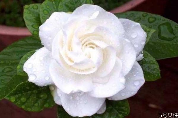 水横枝的花语是什么呢 水横枝应该怎么种植呢 水横枝的花语是什么呢 水横枝应该怎么种植呢