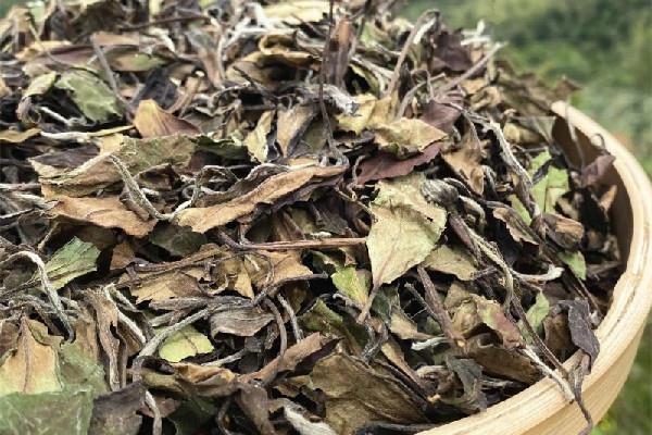 老白茶的价格是多少钱一斤 老白茶属于什么档次