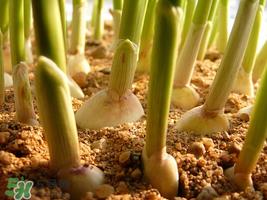 六月份可以种蒜吗？大蒜一年可以种几次？