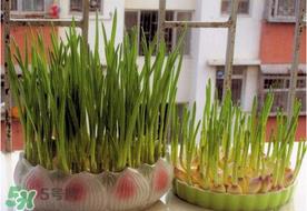 六月份可以种蒜吗？大蒜一年可以种几次？