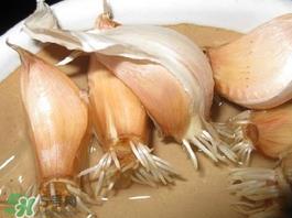 六月份可以种蒜吗？大蒜一年可以种几次？