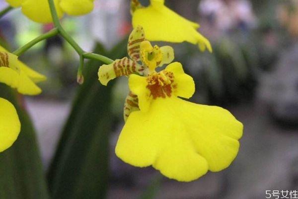 文心兰是一种什么植物呢 文心兰的作用有什么呢