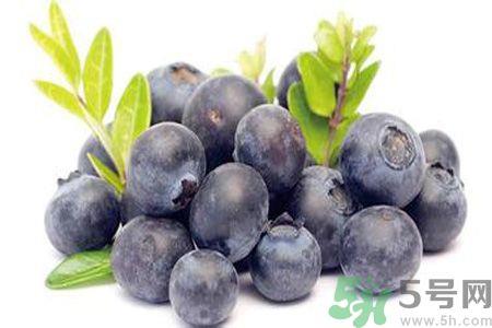 什么是蓝莓李果?蓝莓李果和蓝莓的区别? 什么是蓝莓李果?蓝莓李果和蓝莓的区别?