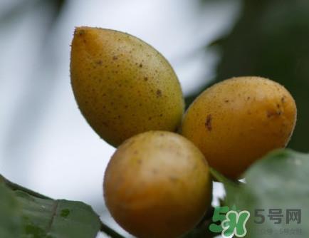 山黄皮的功效是什么？山黄皮的功效与作用