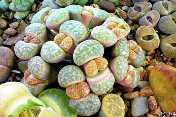 生石花的种植有什么注意的呢 生石花有毒吗 生石花的种植有什么注意的呢 生石花有毒吗