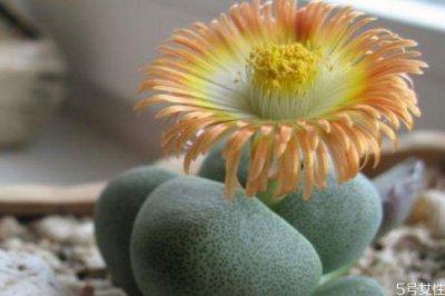 ​生石花的种植有什么注意的呢 生石花有毒吗